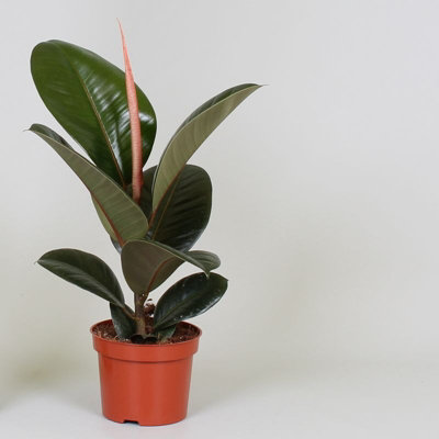 Ficus El Robsta, 12cm Pot Size, 35cm Tall, Fiddle-leaf fig, Indoor ...