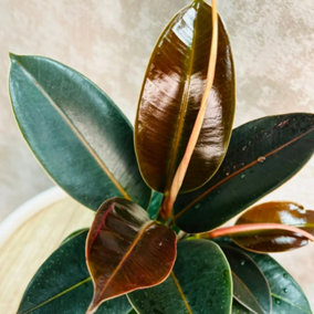 Ficus elastica Melany in 14cm Pot - Burgundy Rubber Plant for the Home or Office