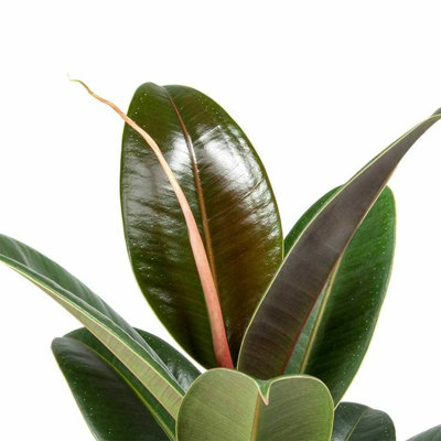 Ficus elastica Melany in 14cm Pot - Burgundy Rubber Plant for the Home or Office - 3