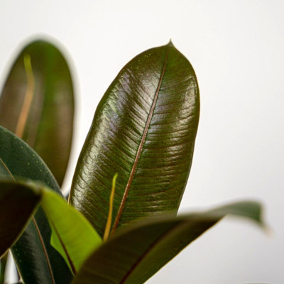 Ficus elastica Melany in 14cm Pot - Burgundy Rubber Plant for the Home or Office - 5