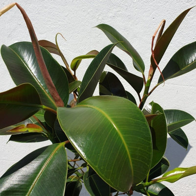 Ficus elastica Melany in 14cm Pot - Burgundy Rubber Plant for the Home or Office - 6