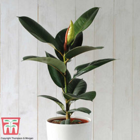 Ficus elastica Robusta - Indian Rubber Houseplant x 1 (12cm Pot)