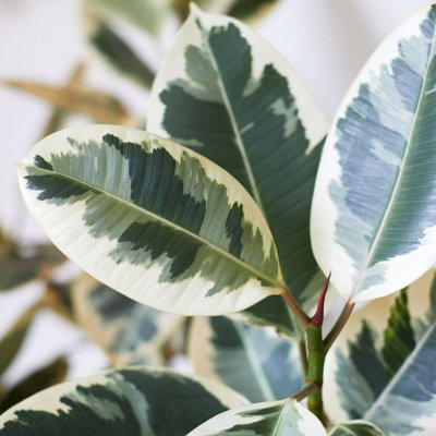 Ficus Elastica Tineke in 12cm Pot - Variegated Rubber Plant for Home or Office