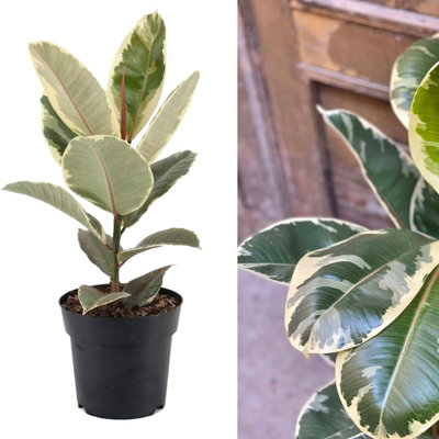 Ficus Elastica Tineke in 12cm Pot - Variegated Rubber Plant for Home or Office