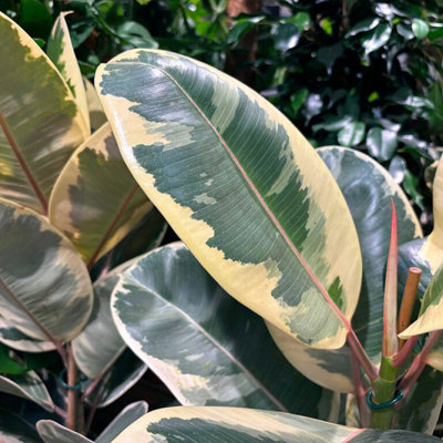 Ficus Elastica Tineke in 12cm Pot - Variegated Rubber Plant for Home or Office - 4