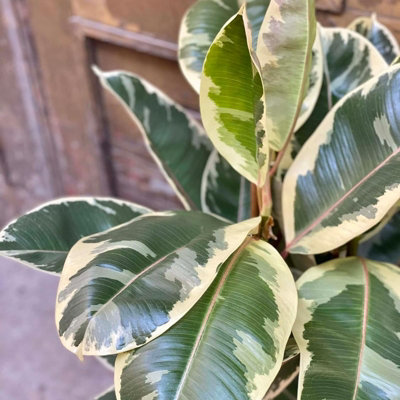 Ficus Elastica Tineke in 12cm Pot - Variegated Rubber Plant for Home or Office - 5