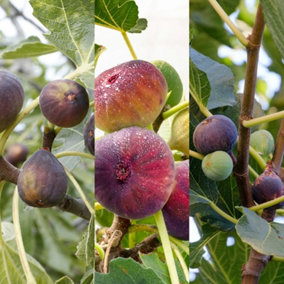 Ficus Fig Tree Mix x3 Plants - Varieties Like Brown Turkey - Rouge De Bordeaux