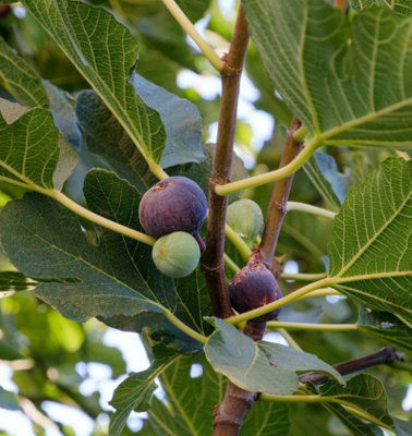 Ficus Fig Tree Mix x3 Plants - Varieties Like Brown Turkey - Rouge De Bordeaux