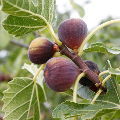 Ficus Fig Tree Mix x3 Plants - Varieties Like Brown Turkey - Rouge De Bordeaux - 3