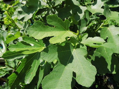 Ficus Fig Tree Mix x3 Plants - Varieties Like Brown Turkey - Rouge De Bordeaux - 4