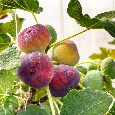 Ficus Fig Tree Mix x3 Plants - Varieties Like Brown Turkey - Rouge De Bordeaux - 6