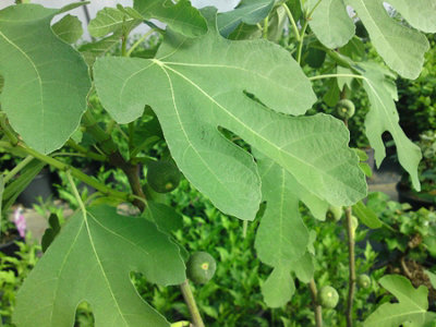 Ficus Fig Tree Mix x3 Plants - Varieties Like Brown Turkey - Rouge De Bordeaux - 7