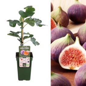 Ficus Gustissimo Perretta - Rare Fig Tree in 13cm Pot - Ideal for UK Climate