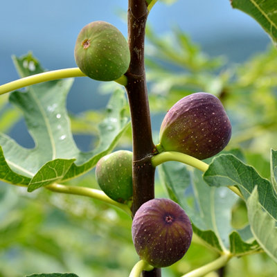Ficus Gustissimo Perretta - Rare Fig Tree in 13cm Pot - Ideal for UK Climate