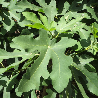 Ficus Gustissimo Perretta - Rare Fig Tree in 13cm Pot - Ideal for UK Climate - 3