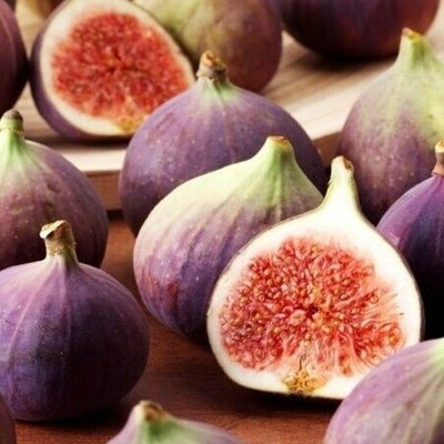 Ficus Gustissimo Perretta - Rare Fig Tree in 13cm Pot - Ideal for UK Climate - 4