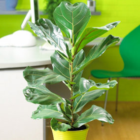 Ficus lyrata Bambino - Air Purifying Indoor Plant, Fiddle-leaf Fig Houseplant in 12cm Pot (30-40cm Height Including Pot)