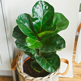 Ficus lyrata Bambino Fiddle-leaf Fig - Air Purifying Houseplant, Evergreen Plant for Home Office (30-40cm Height Including Pot)