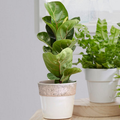 Ficus lyrata Bambino - Fiddle-leaf Fig Houseplant in 12cm Pot, Indoor Plant for Home Office (30-40cm Height Including Pot)