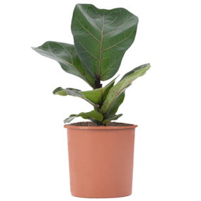 Ficus lyrata Bambino - Indoor House Plant for Home Office, Kitchen, Living Room - Potted Houseplant (30-40cm Height Including Pot)