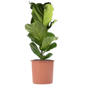 Ficus lyrata Bambino - Indoor House Plant for Home Office, Kitchen, Living Room - Potted Houseplant (60-70cm Height Including Pot)