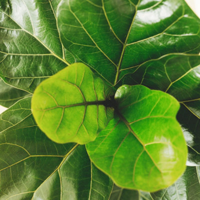 Ficus lyrata Bambino - Indoor House Plant for Home Office, Kitchen, Living Room - Potted Houseplant (60-70cm Height Including Pot)