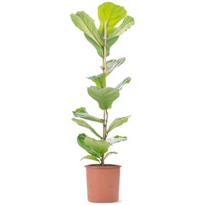 Ficus lyrata Bambino - Indoor House Plant for Home Office, Kitchen, Living Room - Potted Houseplant (90-100cm)