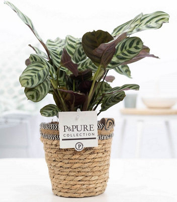 FICUS LYRATA CERAMIC JULIA, 13CM POT SIZE, 35CM TALL, JULIA FIDDLE LEAF  FIG, INDOOR HOUSEPLANT