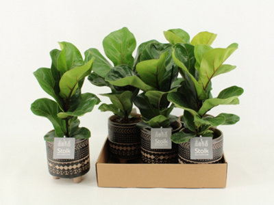 Ficus Lyrata Ceramic Maya, 13cm Pot Size, 35cm Tall, Fiddle-leaf fig, Indoor  Houseplant