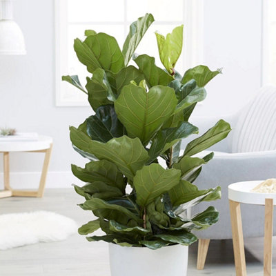 Ficus Lyrata Fiddle Leaf Fig 24cm Pot 75cm Tall 3 Stems House Plant