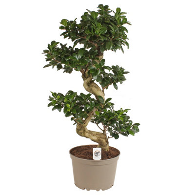 Ficus Mi Ginseng, 24cm Pot Size, 80cm Tall, Ginseng fig, Indoor Houseplant