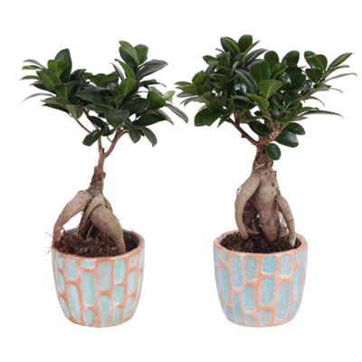 Ficus Mi Ginseng Ceramic Exot, 10cm Pot Size, 30cm Tall, Ceramic ...