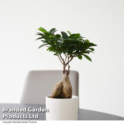 Ficus microcarpa Ginseng 9cm Pot x 1