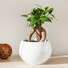 Ficus Microcarpa 'Ginseng' Bonsai Tree in a 12cm Pot - Bonsai Tree for Home, Office and Work - Indoor Plants for Air Purifying
