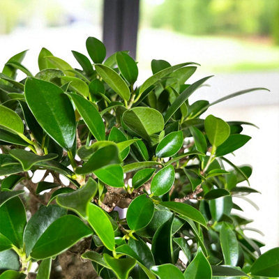 Ficus retusa Banyan Tree 1 x 6cm Pot - Mini Indoor Bonsai Tree with ...