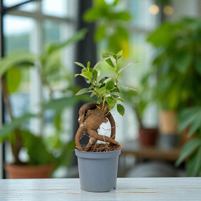 FICUS RETUSA BANYAN TREE 2 X 6CM POT - MINI INDOOR BONSAI TREE WITH ...