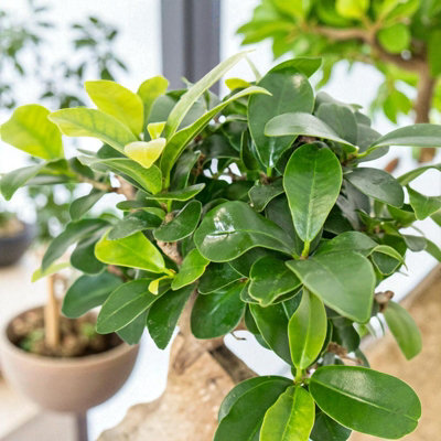 Ficus retusa Banyan Tree 3 x 6cm Pot - Mini Indoor Bonsai Tree with ...