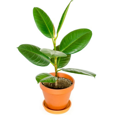 Ficus Robusta Indoor Plant: Glossy Foliage, Effortless Care, Perfect ...