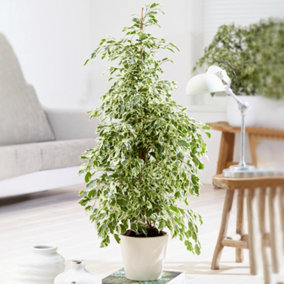 Ficus Starlight Weeping Fig - Houseplant for Home Office, Ideal Air Purifier in 12cm Pot (30-40cm Height Including Pot)