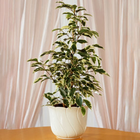 Ficus Starlight Weeping Fig Houseplant - Ideal Evergreen Plant for Home, Office, Kitchen in 12cm Pot (30-40cm)