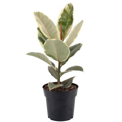 Ficus Tineke Houseplant - Indoor Plant, Evergreen Air Purifier in 12cm Pot for Home Office (30-40cm Height Including Pot)