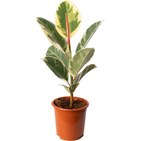 Ficus Tineke - Indoor House Plant for Home Office, Kitchen, Living Room - Potted Houseplant (30-40cm Height Including Pot)