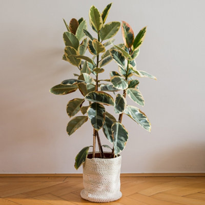 Ficus Tineke - Indoor House Plant for Home Office, Kitchen, Living Room - Potted Houseplant (30-40cm Height Including Pot)