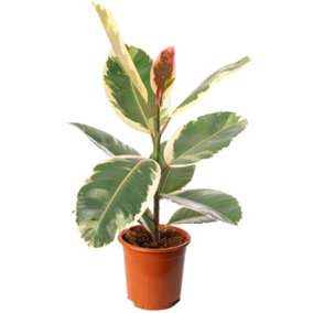 Ficus Tineke - Indoor House Plant for Home Office, Kitchen, Living Room - Potted Houseplant (60-70cm Height Including Pot)