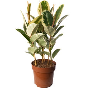 Ficus Tineke - Indoor House Plant for Home Office, Kitchen, Living Room - Potted Houseplant (80-90cm Height Including Pot)