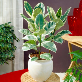 Ficus Tineke - Rubber Plant, Ideal for Home, Office, Kitchen, Houseplant in 12cm Pot (30-40cm Height Including Pot)
