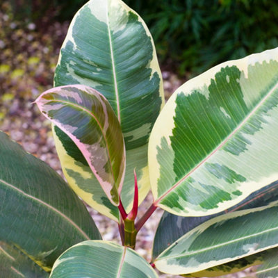 Ficus Tineke - Variegated Indoor Plant for Home Office, Evergreen Houseplant in 12cm Pot (30-40cm Height Including Pot)