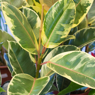 Ficus Tineke - Variegated Indoor Plant for Home Office, Evergreen Houseplant in 12cm Pot (30-40cm Height Including Pot)