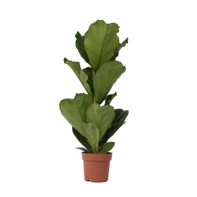 Fiddle-leaf fig - Ficus Lyrata - Height 70-90cm - Pot 21cm