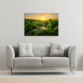 field at sunset (Canvas Print) (Canvas Print) / 127 x 101 x 4cm
